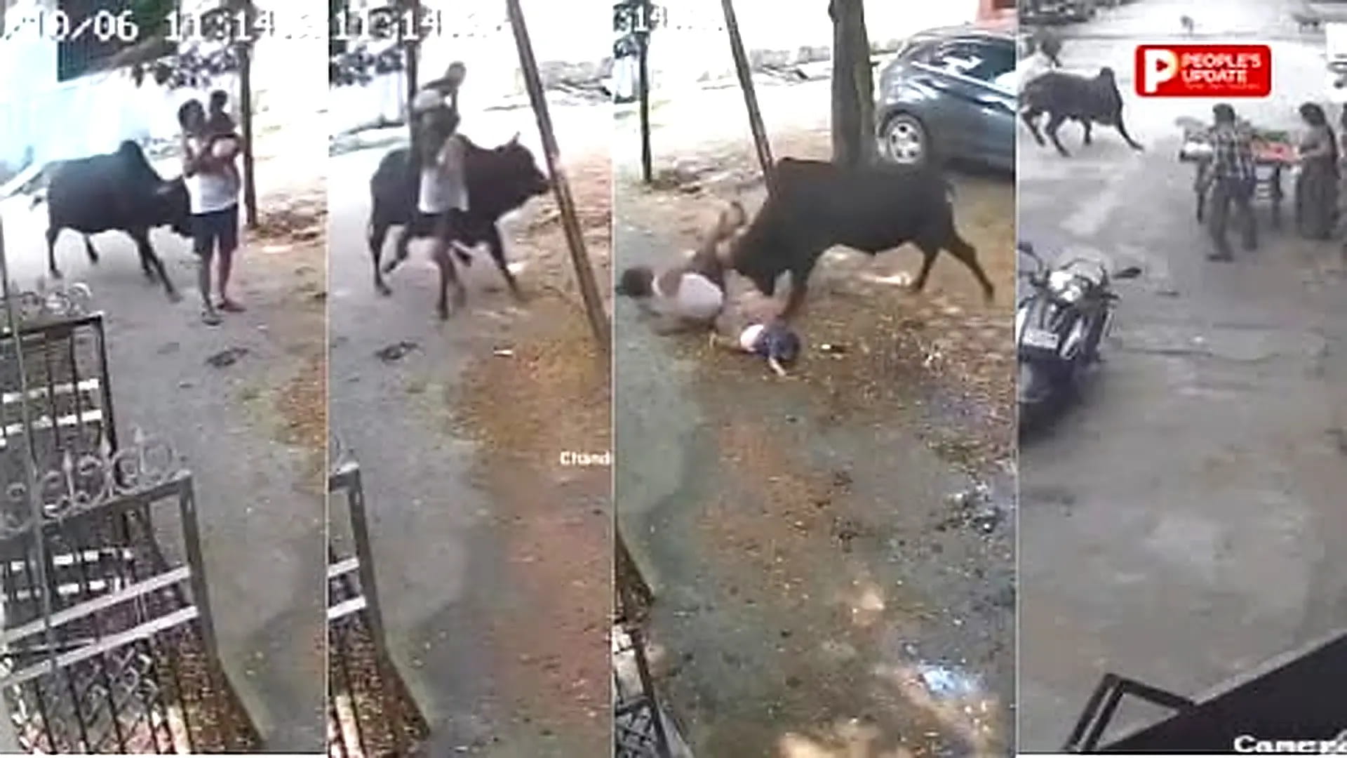 रायपुर में सांड का आतंक: कांग्रेस नेता समेत 15 घायल,बच्चे को गोद में लिए बुजुर्ग पर हमला