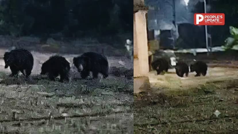 बालोद माइंस में 3 भालुओं की एंट्री से दहशत, मोबाइल कैमरे में कैद हुआ VIDEO वन विभाग का अलर्ट