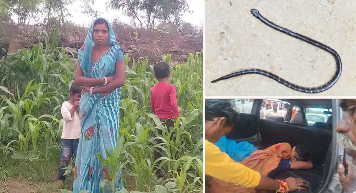 शिवपुरी : सांप के डसने से मां और दो बेटों की दर्दनाक मौत, रक्षाबंधन मनाने मायके आई थी महिला