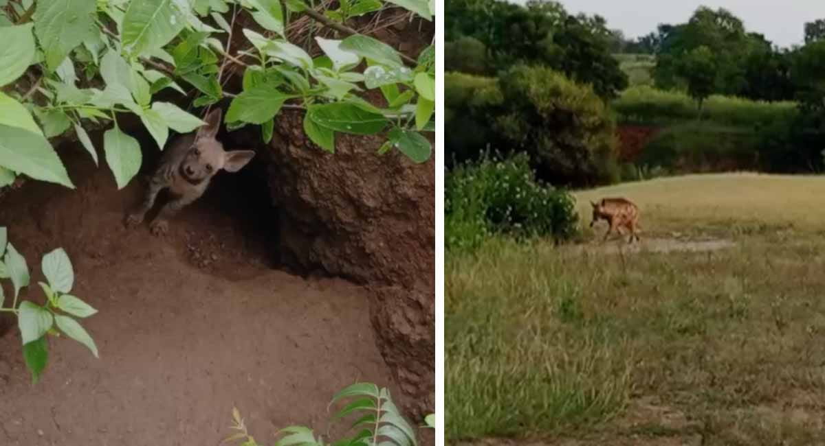मनावर : डेढ़ साल से लकड़बग्घों की मौजूदगी से दहशत में ग्रामीण, झाड़ियों और प्राकृतिक गुफाओं में जमाया डेरा