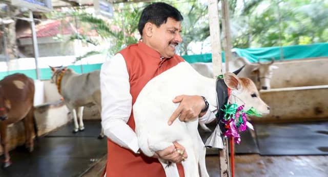 मुख्यमंत्री निवास की गौशाला में बछिया का जन्म, सीएम डॉ. मोहन यादव ने तिलक लगाकर किया स्वागत और नामकरण