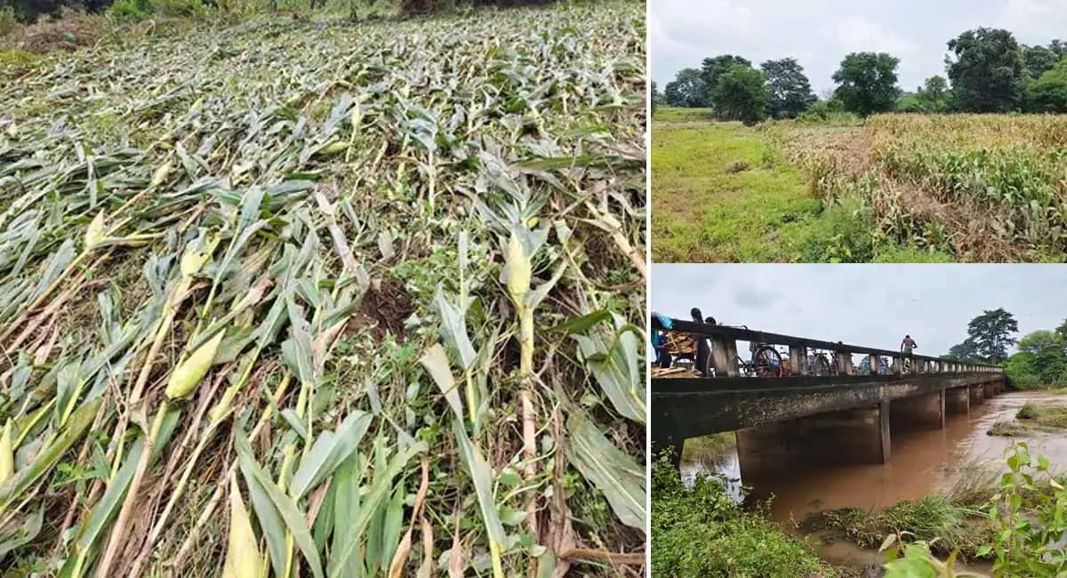 गरियाबंद में बाढ़ का कहर... 40 लाख की फसलें तबाह, किसानों को कर्ज की चिंता, सरकार से मुआवजे की मांग