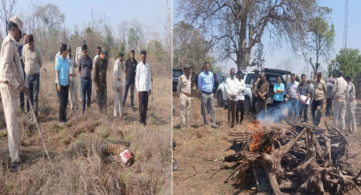 जंगल में बाघों का खूनी संघर्ष! 4 महीने के शावक की मौत