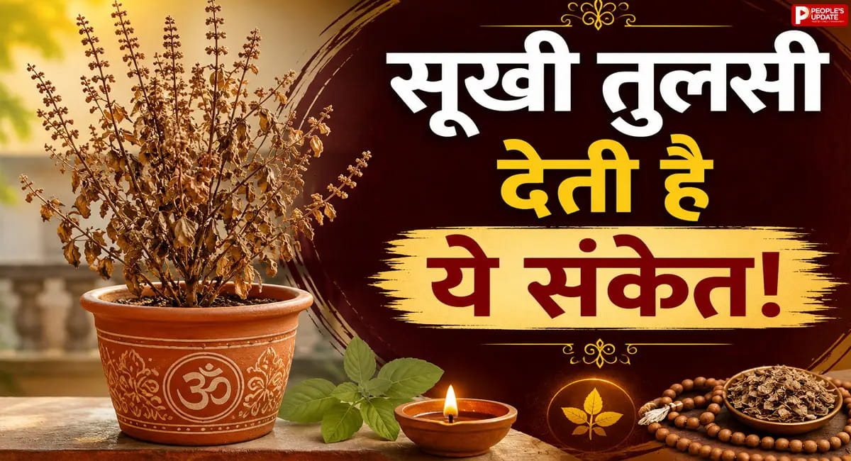 सूख गई तुलसी? फिर भी है बेहद शुभ! भूलकर भी न फेंकें, जानिए पारंपरिक मान्यताएं