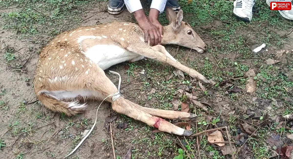 जंगली कुत्तों के हमले में घायल हुआ हिरण, ग्रामीणों की सूझबूझ से बची जान