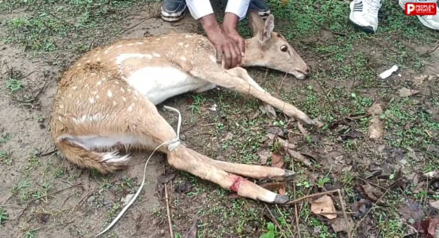 जंगली कुत्तों के हमले में घायल हुआ हिरण, ग्रामीणों की सूझबूझ से बची जान