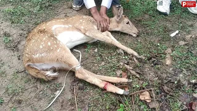 जंगली कुत्तों के हमले में घायल हुआ हिरण, ग्रामीणों की सूझबूझ से बची जान