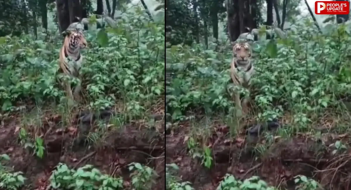 उफनती बंजर नदी किनारे दिखा बाघ, पर्यटक हुए रोमांचित