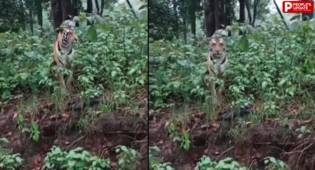 उफनती बंजर नदी किनारे दिखा बाघ, पर्यटक हुए रोमांचित