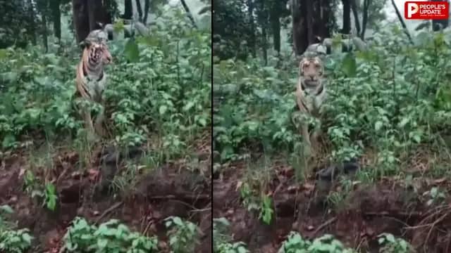 उफनती बंजर नदी किनारे दिखा बाघ, पर्यटक हुए रोमांचित
