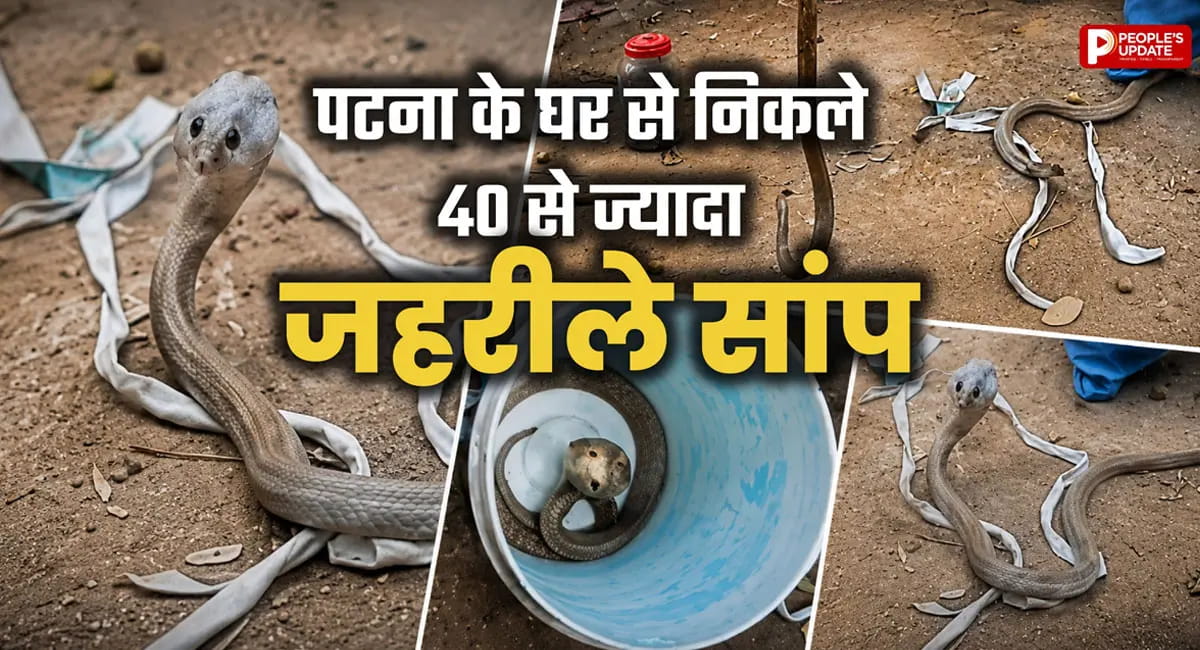एक नहीं, दो नहीं... घर से निकले 40 से ज्यादा जहरीले सांप, गांव में मचा हड़कंप