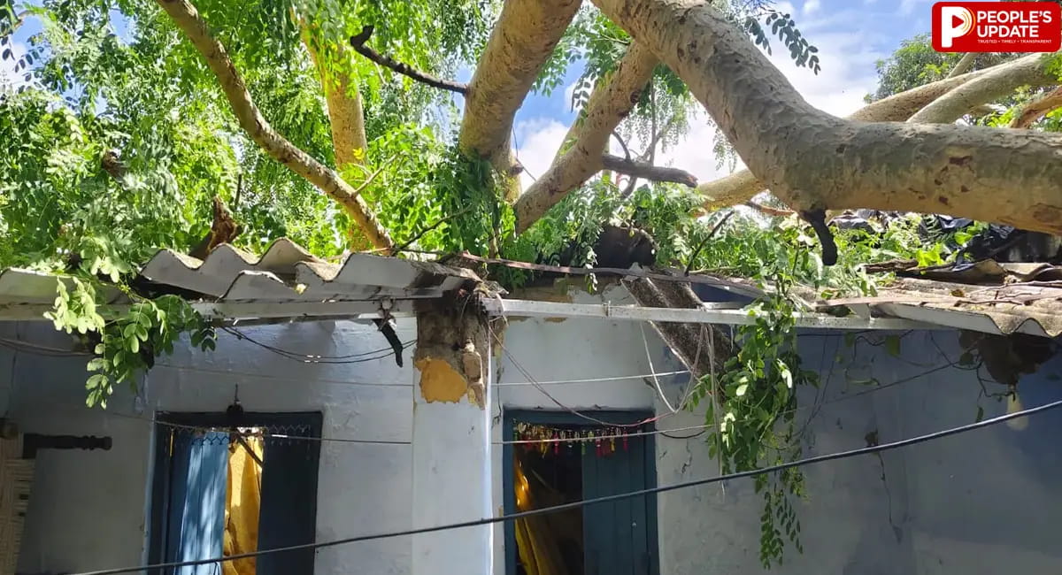 बाड़ी में अचानक गिरा विशाल पेड़, PWD कर्मचारी दंपति घायल