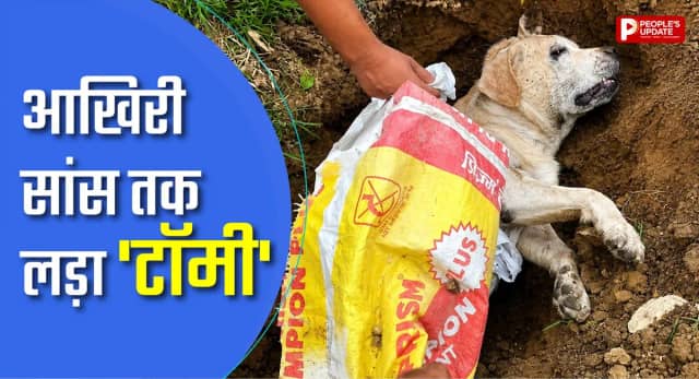 आखिरी सांस तक लड़ता रहा 'टॉमी', कोबरा को मारकर बचाई मालिक के परिवार की जान