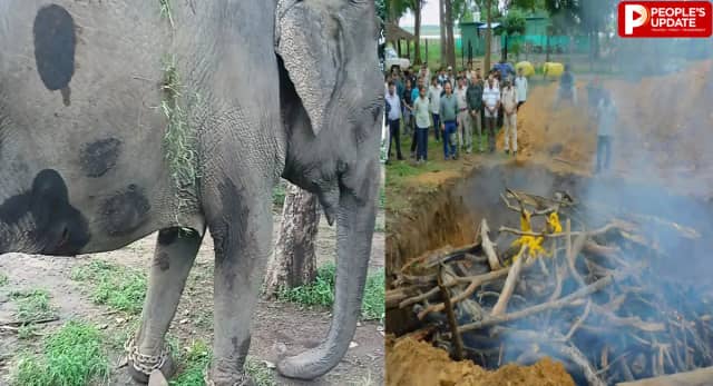 सतपुड़ा टाइगर रिजर्व में हथनी ‘स्मिता’ की मौत से हड़कंप, जांच के लिए बनेगी SIT