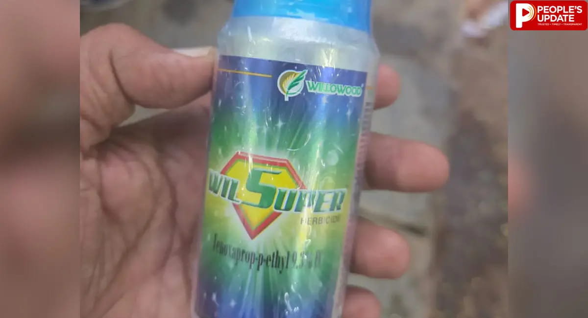 सोहागपुर में दवा के छिड़काव के बाद सूखी धान की फसल! 2 हजार एकड़ तक नुकसान का दावा
