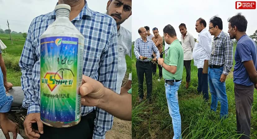 धान की फसल खराब होने से किसानों में चिंता, कृषि विभाग ने विल सुपर की बिक्री पर लगाई रोक; जांच के लिए भेजे गए सैंपल