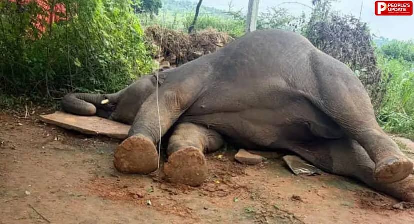 मऊगंज में करंट से हथिनी की मौत, साथी हाथी घंटों तक चिंघाड़ता रहा