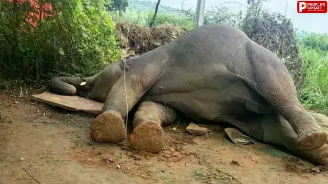 मऊगंज में करंट से हथिनी की मौत, साथी हाथी घंटों तक चिंघाड़ता रहा