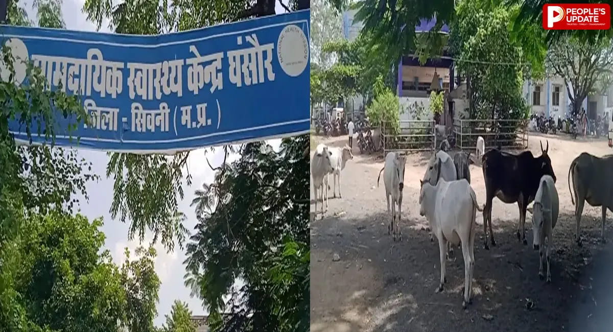 अस्पताल में सफाई अभियान के बीच आवारा मवेशियों का जमावड़ा, मरीजों की सुरक्षा पर सवाल