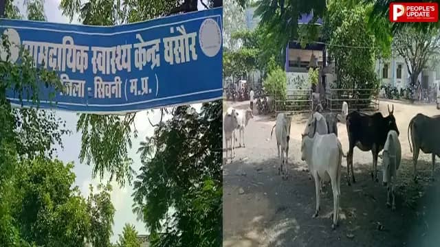 अस्पताल में सफाई अभियान के बीच आवारा मवेशियों का जमावड़ा, मरीजों की सुरक्षा पर सवाल