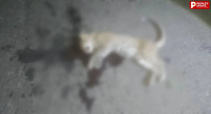 सोहागपुर में मादा तेंदुआ शावक की मौत, झिरिया-मटकुली मार्ग पर अज्ञात वाहन की टक्कर का शक