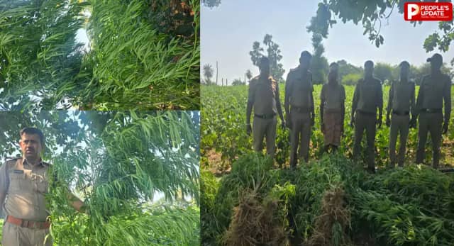 MP News: अलीराजपुर में गांजे की खेती पर पुलिस का छापा, 1 करोड़ का माल जब्त