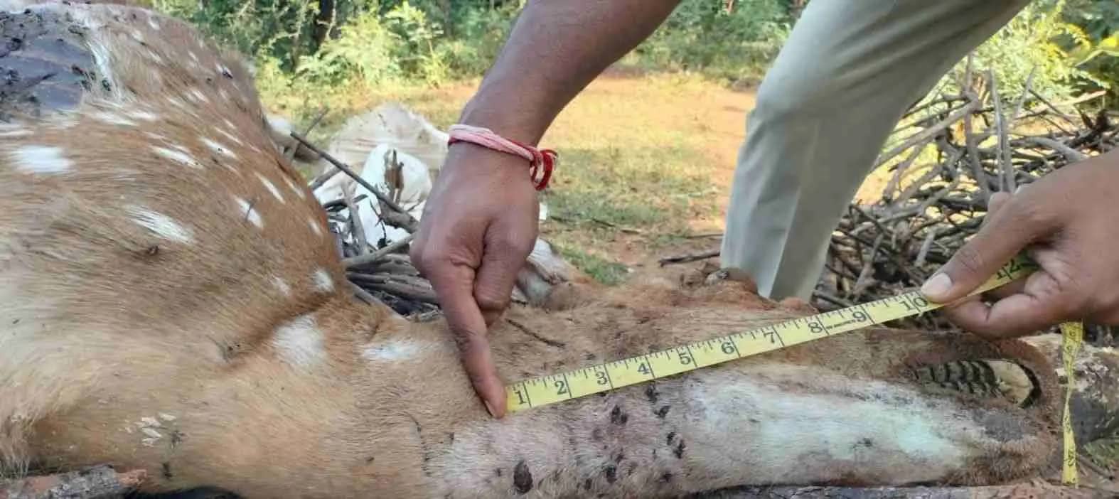 सतपुड़ा टाइगर रिजर्व में मृत मिला चीतल, शव परीक्षण में आवारा कुत्तों के हमले की आशंका