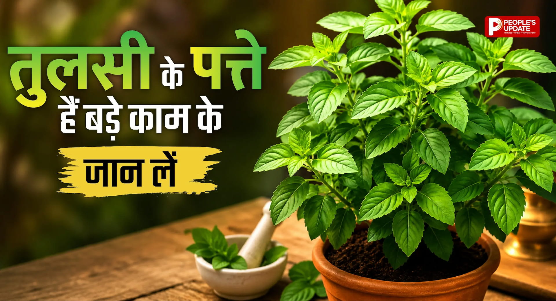 तुलसी की पत्तियां क्यों मानी जाती हैं खास? जानिए इसके फायदे और इस्तेमाल का सही तरीका