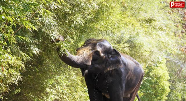 कोल्हापुर में महादेवी के नाम से मशहूर माधुरी की महीनों बाद घर वापसी, स्वागत के लिए उमड़ा जनसैलाब