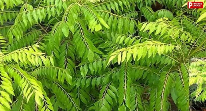 सूख रहा है कड़ी पत्ते का पौधा? ये देसी तरीके ला सकते हैं नई हरियाली, ऐसे करें देखभाल