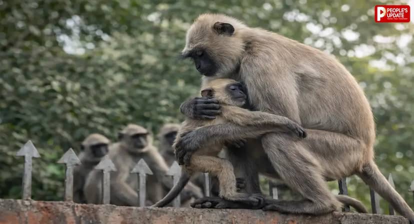 मथुरा में वैज्ञानिकों का चौंकाने वाला खुलासा, बंदरों में टीबी की पुष्टि, इंसानों से जानवरों में फैल रहा संक्रमण
