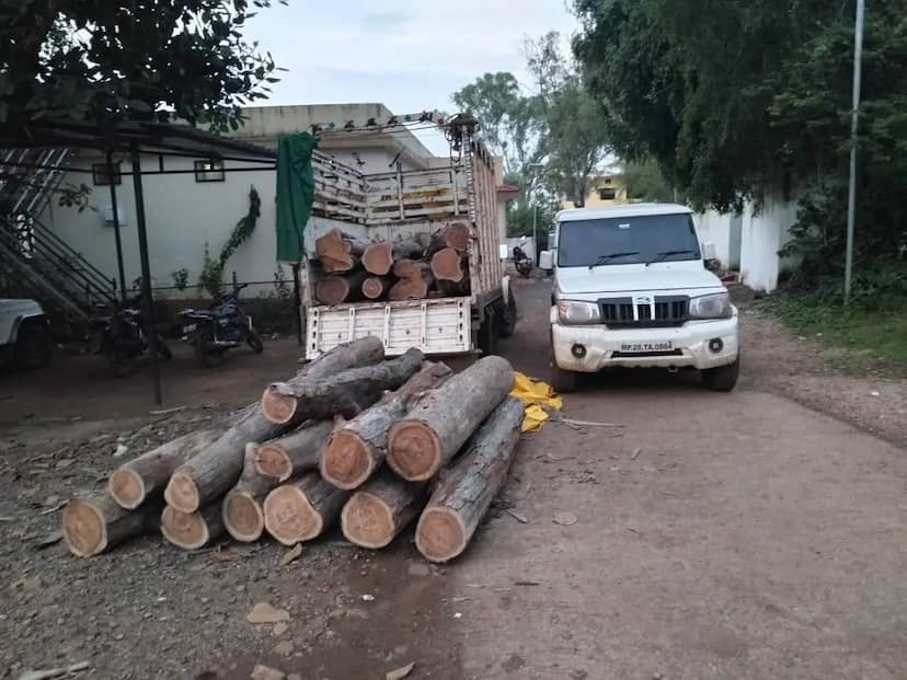 छिंदवाड़ा में वन विभाग की बड़ी कार्रवाई, 19 सागौन लट्ठों से भरी पिकअप और बोलेरो जब्त