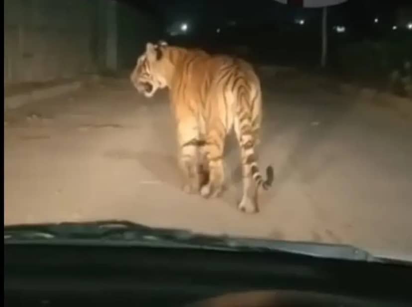 शाहगंज में बाघ का आतंक: हाईवे पर टहलता दिखा टाइगर, वीडियो वायरल; गांवों में मुनादी, जंगल जाने पर रोक