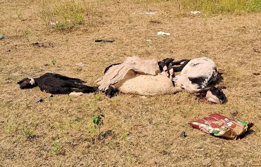 सीहोर में मवेशियों की मौत से हड़कंप: पुलिस लाइन के सामने 8 भेड़ें मरीं, दूषित पानी की आशंका से जांच तेज