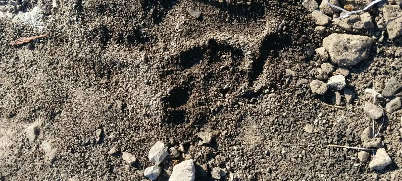 सीहोर में जंगली जानवर का आतंक, गाय का शिकार; ग्रामीणों में दहशत