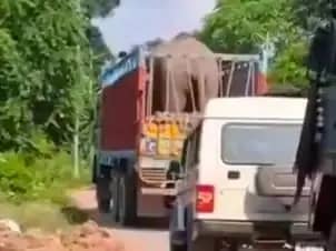 मलकपुर जंगल में अकेले भटक रहे जंगली हाथी का रेस्क्यू, बांधवगढ़ भेजा गया; साथी की करंट से हुई थी मौत