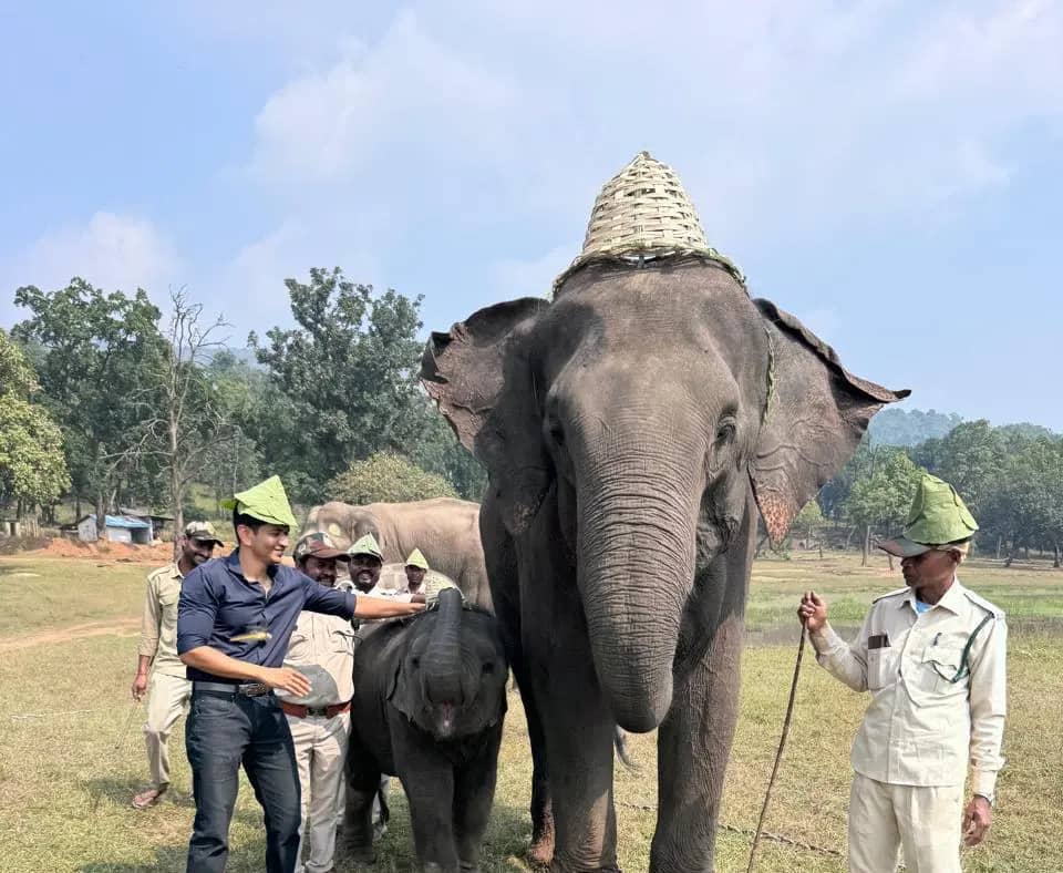 बांधवगढ़ में हाथी शावक कृष्णा का पहला जन्मदिन धूमधाम से मना, गन्ने और फलों से बना खास केक