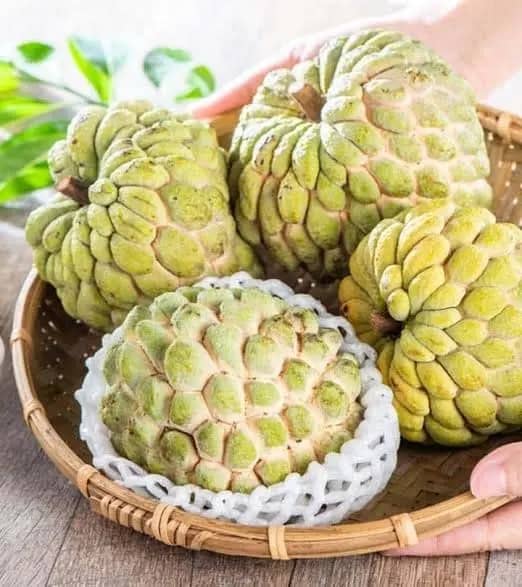 सिवनी के जंबो सीताफल की विदेशों में बढ़ी मांग, 1.25 टन की पहली खेप दुबई रवाना
