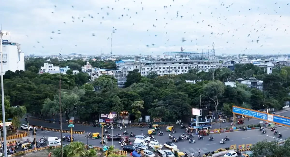 पेड़ों पर फिर हाईकोर्ट की ढाल! NGT की अनुमति पेश नहीं कर सका मेट्रो,लाखों परिंदों का आशियाना है मौजूद