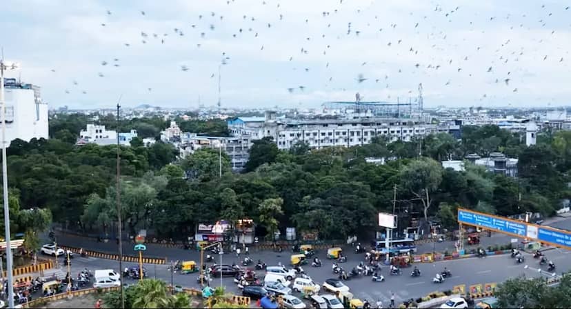 पेड़ों पर फिर हाईकोर्ट की ढाल! NGT की अनुमति पेश नहीं कर सका मेट्रो,लाखों परिंदों का आशियाना है मौजूद