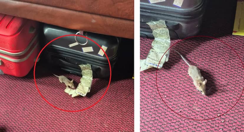 ट्रेन में चूहे का आतंक:78 वर्षीय रिटायर्ड अधिकारी की नाक कुतरी:,चंडीगढ़ से इंदौर आ रहे थे; दर्द और खून निकलने से खुली नींद