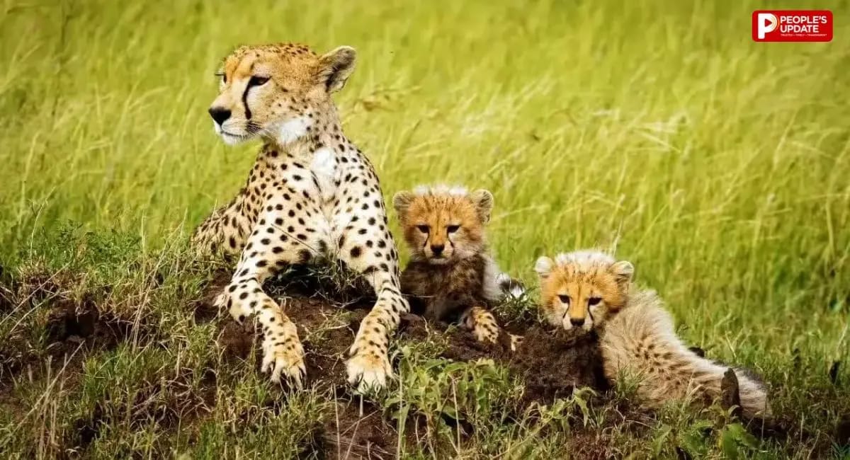 Kuno National Park में 19 महीने के घायल शावक की मौत, पेट में मिले छर्रे, जांच में जुटी टीमें