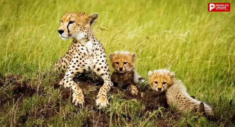 Kuno National Park में 19 महीने के घायल शावक की मौत, पेट में मिले छर्रे, जांच में जुटी टीमें