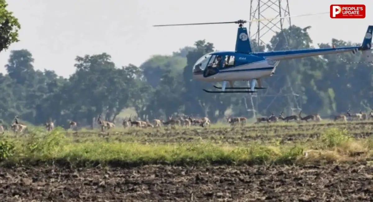 बोमा अभियान में 1236 काले हिरण का रेस्क्यू: सीएम मोहन यादव खुद पहुंचे रंथभंवर, कैमोफ्लाज्ड मचान से देखा रेस्क्यू