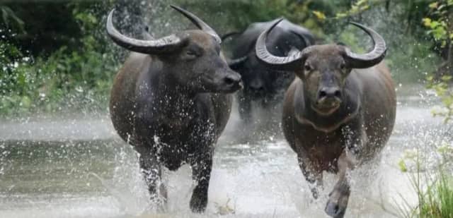 90 के दशक में खत्म हुए वाइल्ड बफेलो फिर बनेंगे कान्हा नेशनल पार्क की रौनक