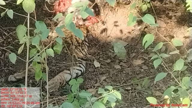 बाघ कैसे मरे...सरकार ने संजय डुबरी टाइगर रिजर्व के फील्ड ऑफिसर से मांगा जवाब