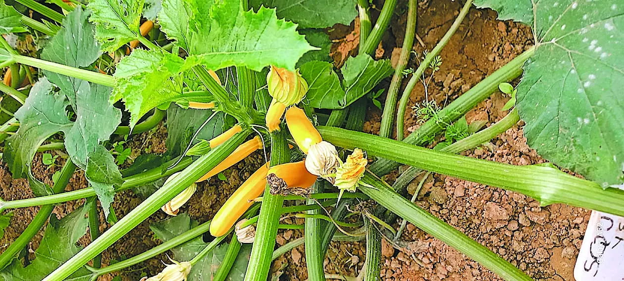 ग्वालियर में उगाई जा रही विदेशी सब्जी ‘जुकिनी’, किसानों के लिए बनेगी फायदेमंद