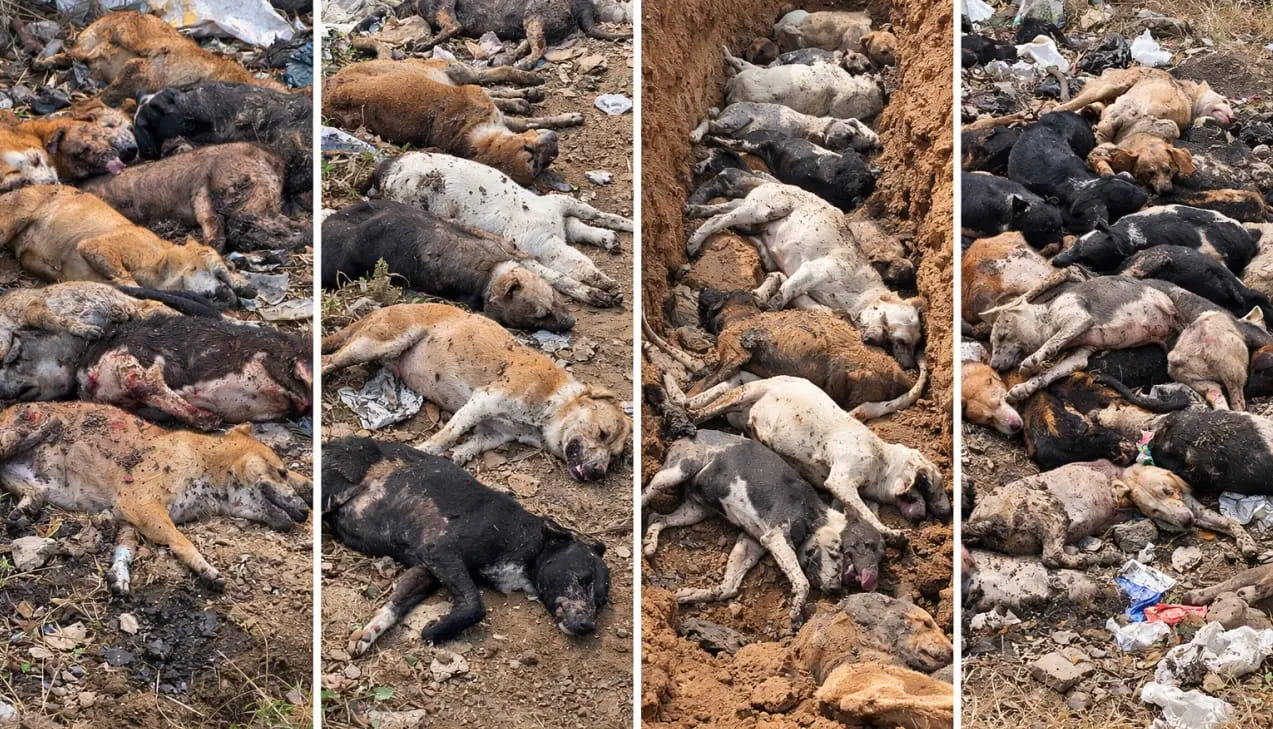 जहर देकर 300 आवारा कुत्तों को मार डाला, सरपंच-सचिव समेत 9 लोगों पर केस