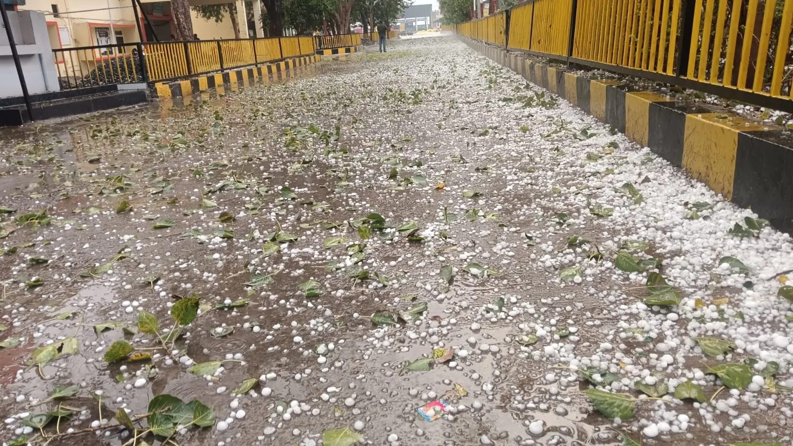ठंड के बीच बारिश और ओले गिरे, फसलें हुईं चौपट
