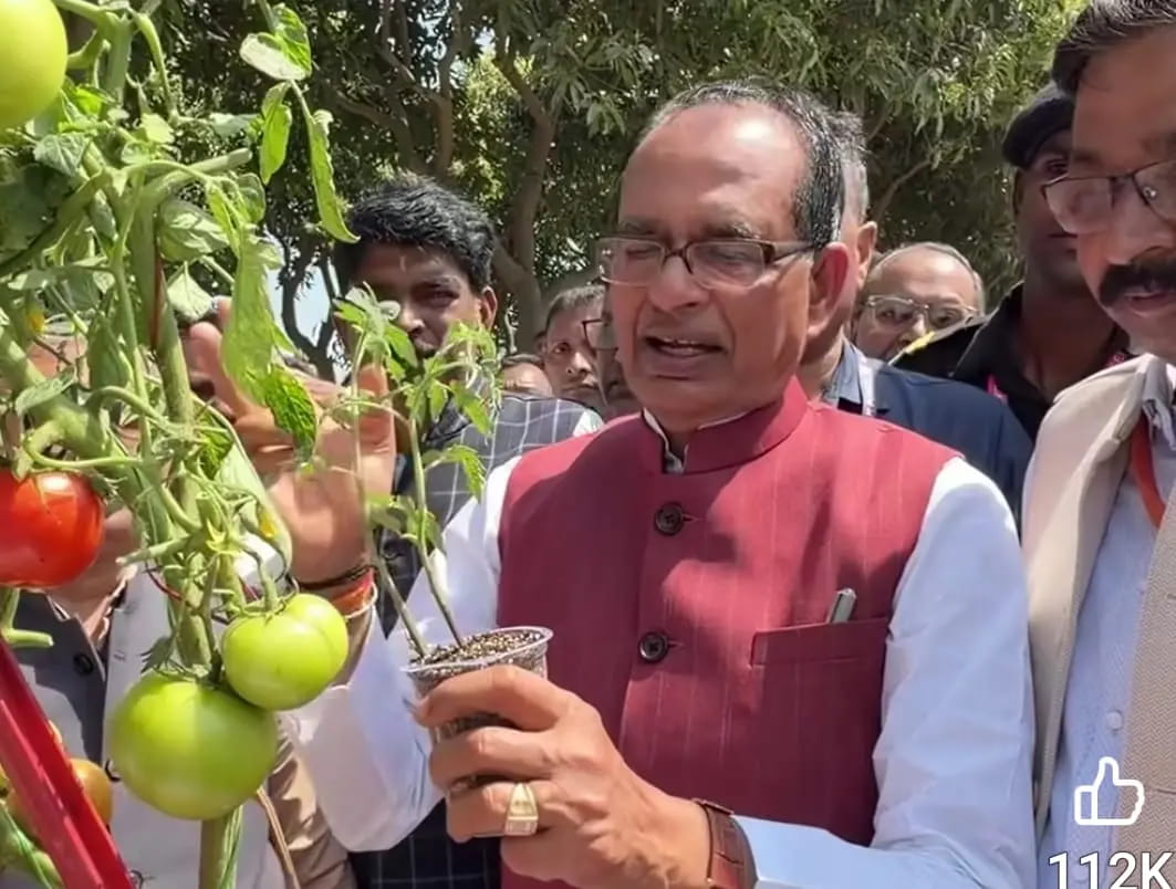 एक ही पौधे में उगेंगे आलू और टमाटर...'किसान' शिवराज ने बताया कितना होना चाहिए उत्पादन